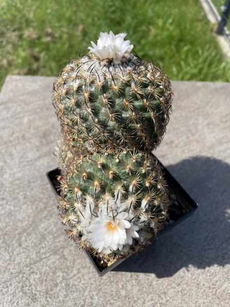 Gymnocactus ysabelae